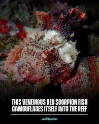 Image result for Scorpaena scrofa