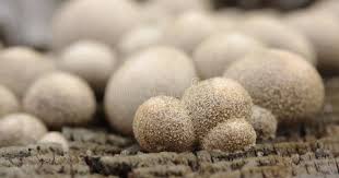 Attēlu rezultāti vaicājumam “Lignydium muscorum spores”