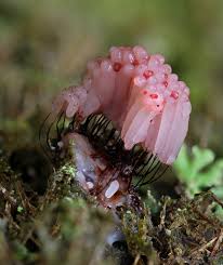 Attēlu rezultāti vaicājumam “Stemonitis axifera var. smithii macro”