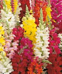 Attēlu rezultāti vaicājumam “Antirrhinum majus”