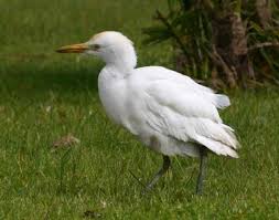 Attēlu rezultāti vaicājumam “Bubulcus ibis”