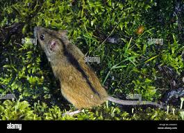 Attēlu rezultāti vaicājumam “Apodemus agrarius”