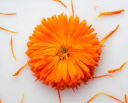 Attēlu rezultāti vaicājumam “Calendula officinalis flower”