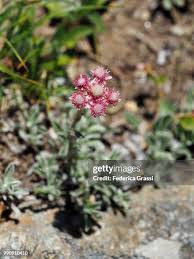 Attēlu rezultāti vaicājumam “Antennaria dioica”