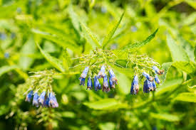 Attēlu rezultāti vaicājumam “Symphytum asperum flower”