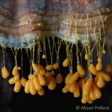 Attēlu rezultāti vaicājumam “Badhamia utricularis young”