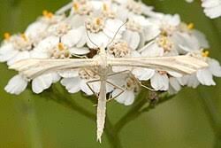 Attēlu rezultāti vaicājumam “Gillmeria pallidactyla”