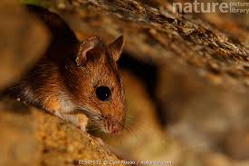 Attēlu rezultāti vaicājumam “Apodemus flavicollis”