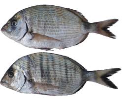 Image result for Diplodus cadenati