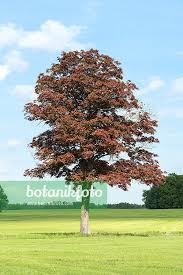 Attēlu rezultāti vaicājumam “Acer platanoides fo. schwedleri”