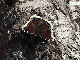 Attēlu rezultāti vaicājumam “Nymphalis antiopa underside”