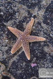 Image result for Asterias rubens