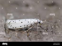 Attēlu rezultāti vaicājumam “Yponomeuta evonymella imago”