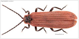 Attēlu rezultāti vaicājumam “Lopheros rubens”