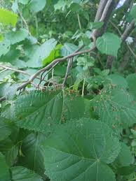 Attēlu rezultāti vaicājumam “Eriophyes padi”