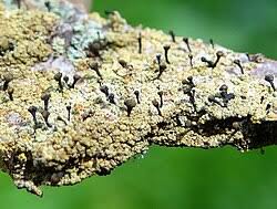 Attēlu rezultāti vaicājumam “Chaenotheca chrysocephala”