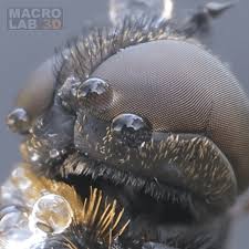 Attēlu rezultāti vaicājumam “Hemipenthes morio”