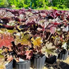 Image result for Heuchera `Palace Purple`