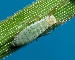 Attēlu rezultāti vaicājumam “Trichia alpina sessile”