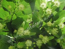 Attēlu rezultāti vaicājumam “Tilia platyphyllos subsp. cordifolia flower”