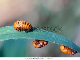 Attēlu rezultāti vaicājumam “Pantilius tunicatus imago”