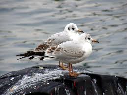 Attēlu rezultāti vaicājumam “Larus ridibundus juvenile”