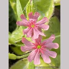 Attēlu rezultāti vaicājumam “Silene chalcedonica flower”