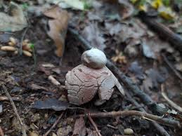 Attēlu rezultāti vaicājumam “Geastrum rufescens”