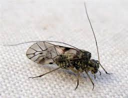 Attēlu rezultāti vaicājumam “Psococerastis gibbosa”