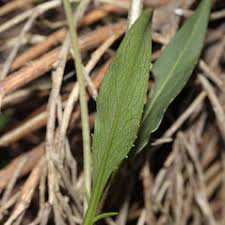 Image result for Succisa pratensis