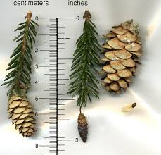 Attēlu rezultāti vaicājumam “Picea orientalis”