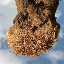 Attēlu rezultāti vaicājumam “Retinia resinella exuvia”