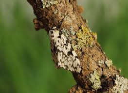 Attēlu rezultāti vaicājumam “Lymantria monacha imago”