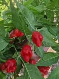 Afbeeldingsresultaat voor chili maya hot pepper hot pepper