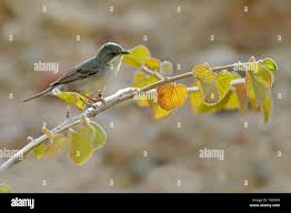 Image result for Sylvia rueppelli