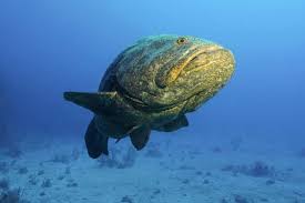 Image result for Epinephelus itajara