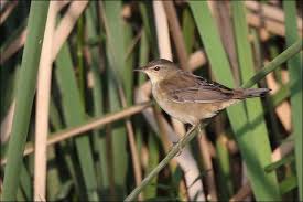 Image result for Locustella certhiola