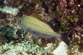 Image result for Haemulon carbonarium