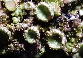 Attēlu rezultāti vaicājumam “Melanohalea exasperata”