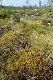 Attēlu rezultāti vaicājumam “Tomentypnum nitens”