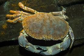 Image result for Cancer pagurus