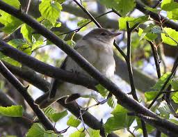 Attēlu rezultāti vaicājumam “Sylvia borin adult”