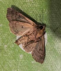 Attēlu rezultāti vaicājumam “Apamea monoglypha”