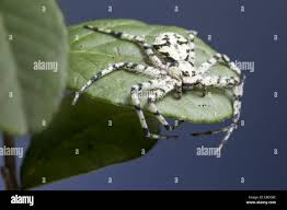 Attēlu rezultāti vaicājumam “Philodromus margaritatus”