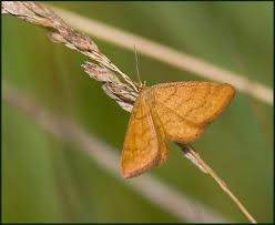 Attēlu rezultāti vaicājumam “Idaea serpentata”