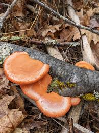 Attēlu rezultāti vaicājumam “Pycnoporus cinnabarinus”