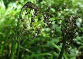 Attēlu rezultāti vaicājumam “Scirpus sylvaticus bud”