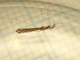 Attēlu rezultāti vaicājumam “Lamprotettix nitidulus”