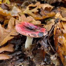 Attēlu rezultāti vaicājumam “Russulales”