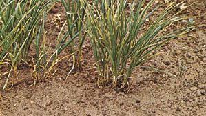 Attēlu rezultāti vaicājumam “Allium sativum fruit”